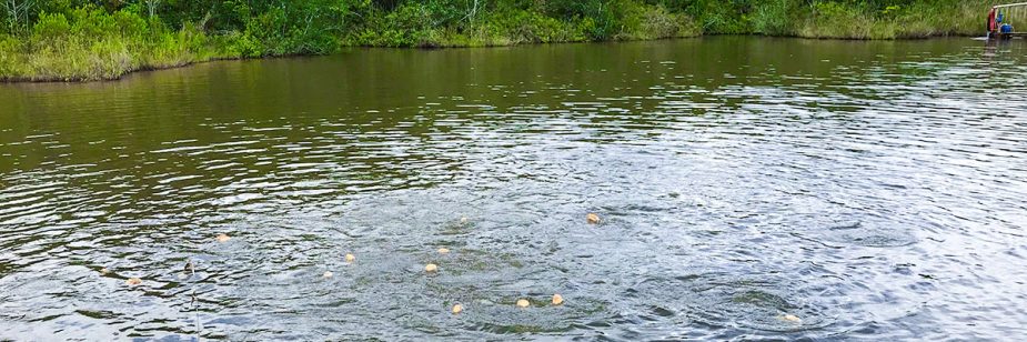 Criar peixes na propriedade rural