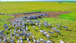 Agropecuária no Brasil e o gado abastecido por Roda D'água Rochfer