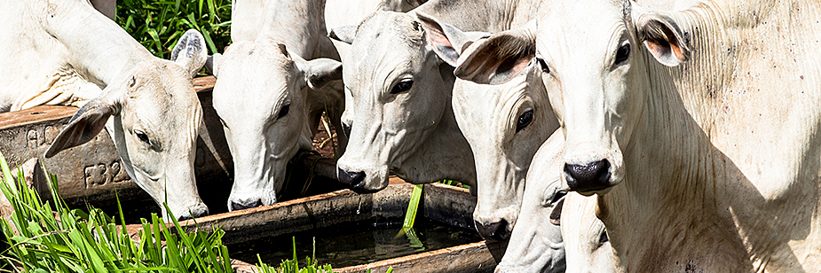 Fácil acesso do gado à água - Gado bebendo água